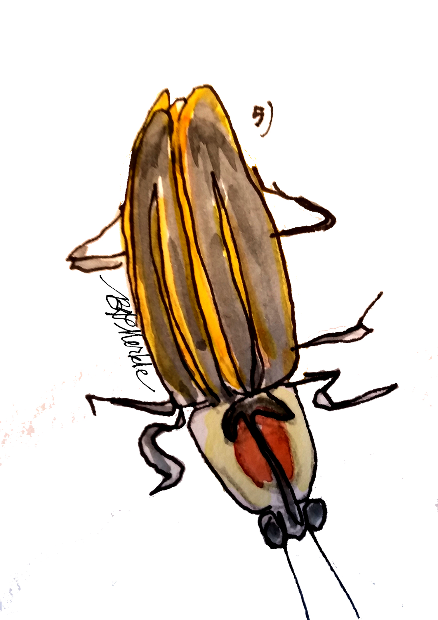 1500x2122 Drawn To The West An Insect Observation B G