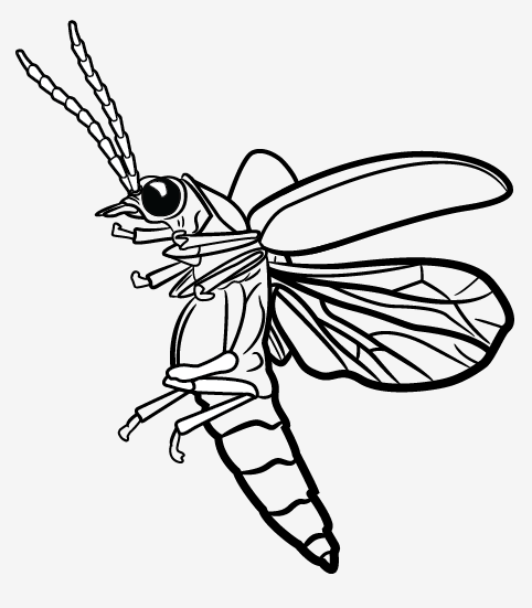 482x551 Firefly Insect Drawing
