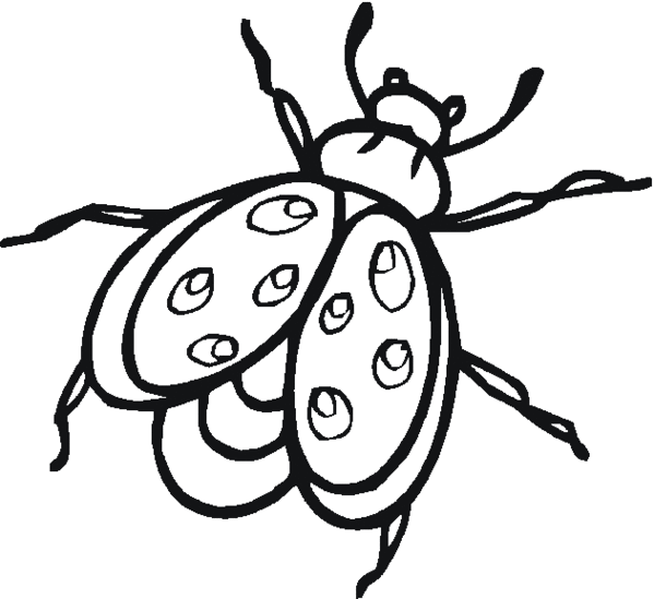 599x549 Lightning Bug Clipart Black And White