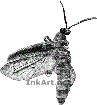 390x421 Common Eastern Firefly Stock Art Illustration
