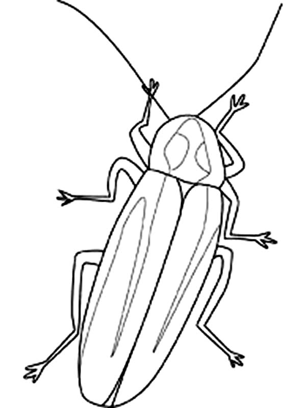 600x801 Drawn Insect Firefly