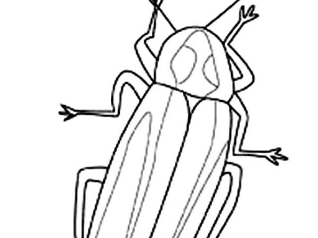 640x480 Drawn Insect Firefly