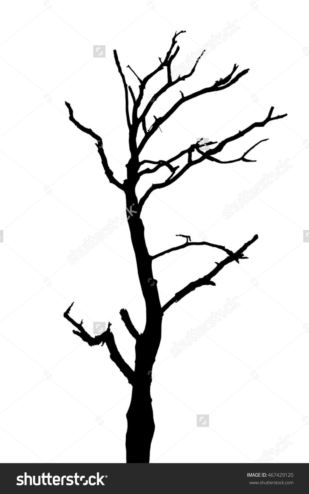1001x1600 Tree Silhouette, Dry Tree Or Dead Tree On White On Background