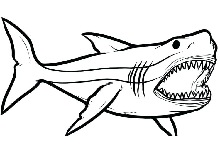 750x500 Shark Drawing How To Draw Shark Fish Drawing Images