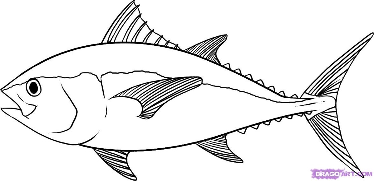 1198x582 Drawing Fish