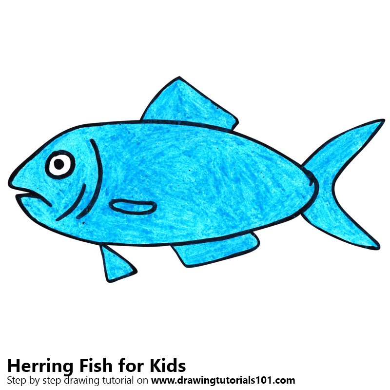 800x800 Learn How To Draw A Herring Fish For Kids