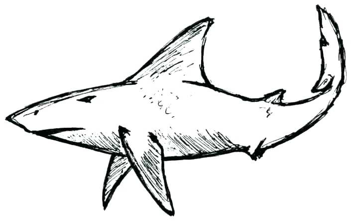 705x443 Guide The Way Shark Drawing Template Fin Templates Design Fish Rainbow