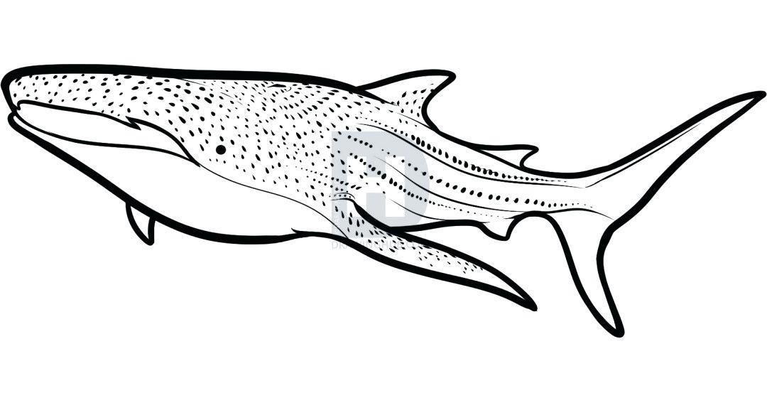 1080x553 how to draw a whale shark adopt a whale pencil drawing whale shark