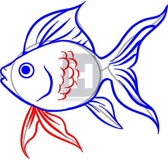 542x519 How To Draw A Goldfish, Step