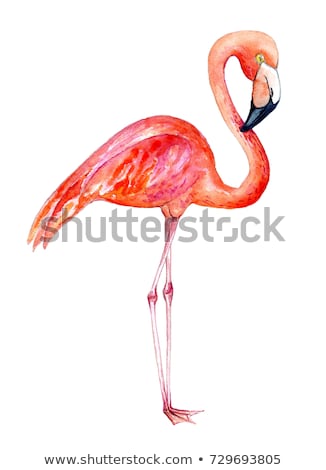 326x470 Huge Collection Of 'pink Flamingo Drawing' Download More Than