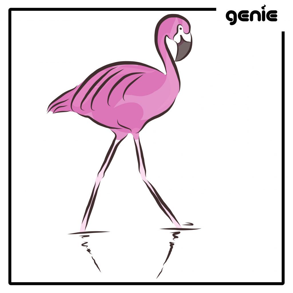 1025x1025 Flamingo Vector Graphic Illustration Hand Drawn Drawing Clipart