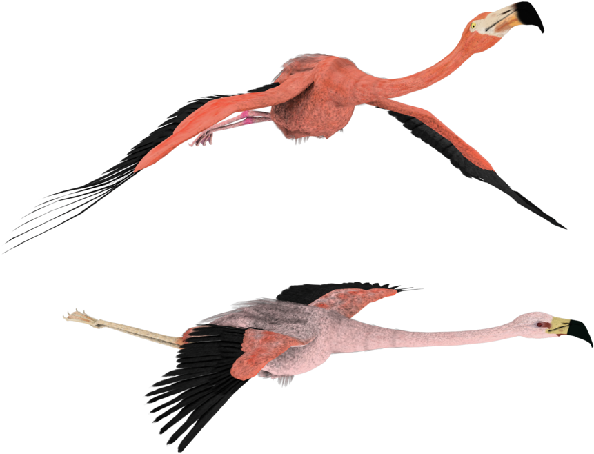 861x658 Hd Flamingo Clipart