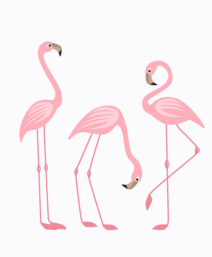 744x900 tropical bird flamingos drawing