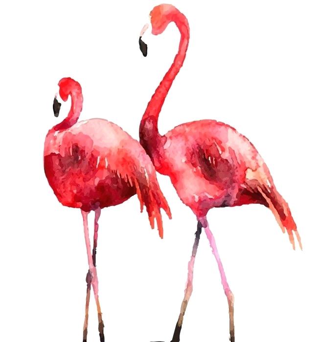 650x700 Drawing Of A Flamingo
