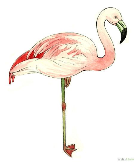 458x550 Drawn Flamingo Water Drawing