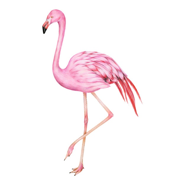 626x626 Flamingo Vectors, Photos And Free Download