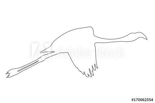 500x334 Outline Of An African Flamingo