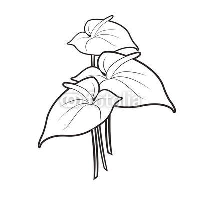400x400 Black Outline Flamingo Flower Vector Illustration Buy Photos