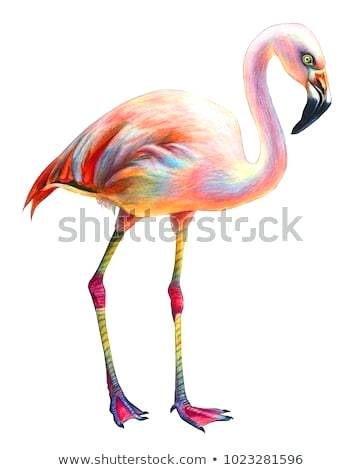 362x470 Flamingo Drawing