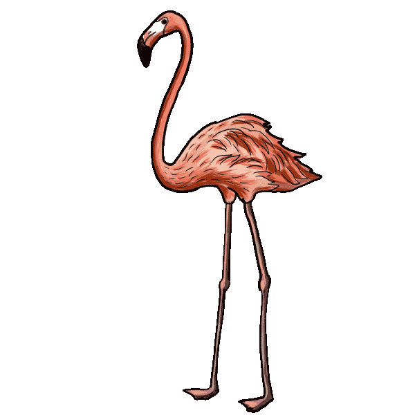 600x600 drawing flamingos step transparent png clipart free download