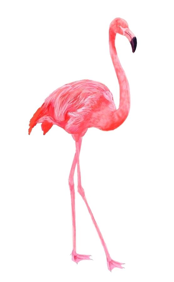 555x900 Drawing Of A Flamingo