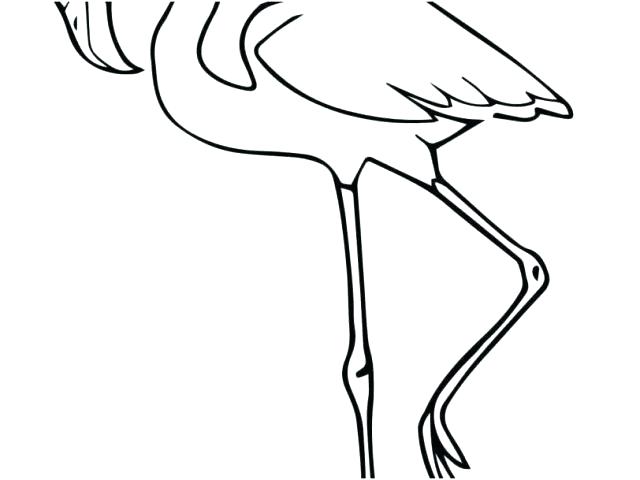 640x480 Flamingo Coloring Pages Flamingo Coloring Pages Stock Flamingos