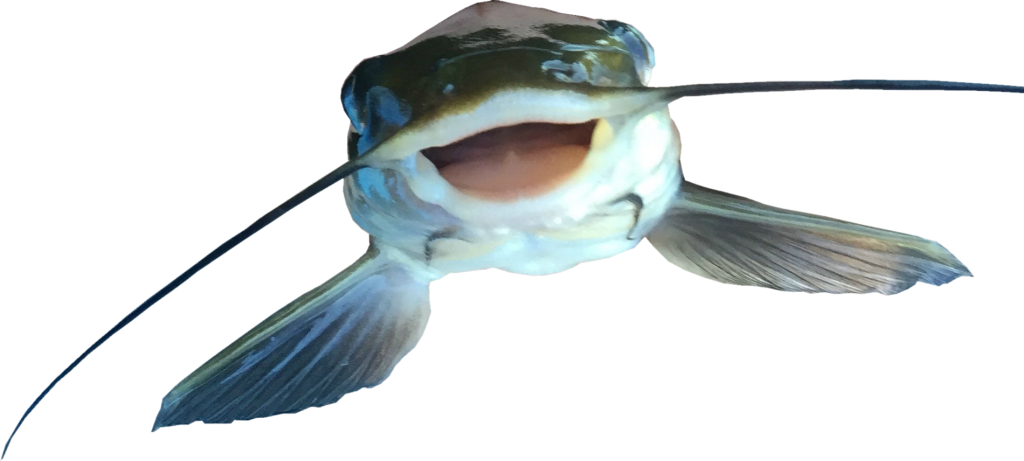 1024x461 Catfish Download Free Clipart With A Transparent Background