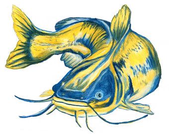 340x270 Blue And Gold Catfish Drawing