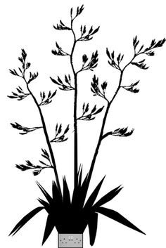 236x353 best photos of flax images flax flowers, kiwiana, maori art