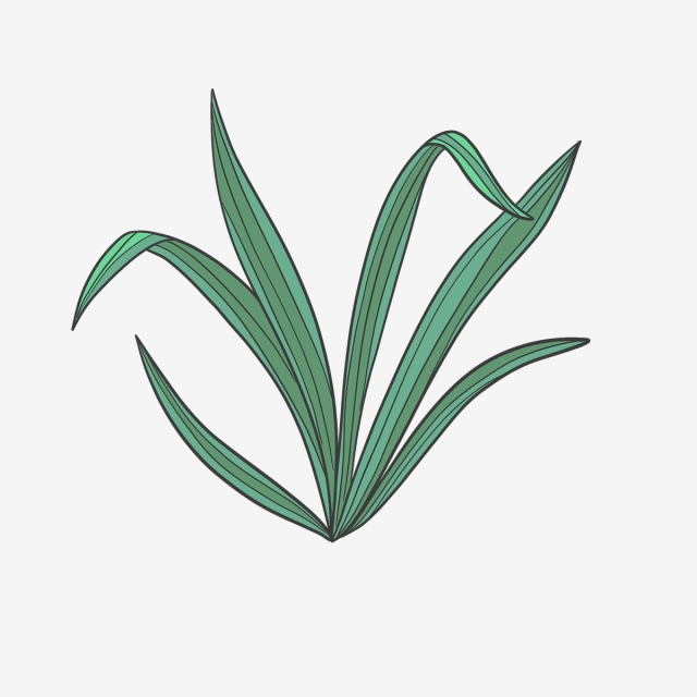 640x640 Hand Drawn Cute Lined Long Leaves, Drawing, Nature, Spring Png