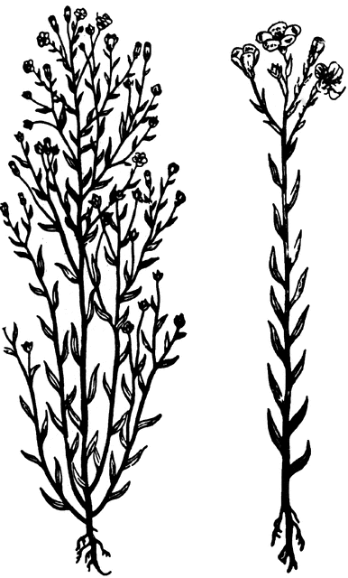 386x640 new zealand flax