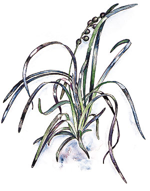 300x382 Ophiopogon Planiscapus