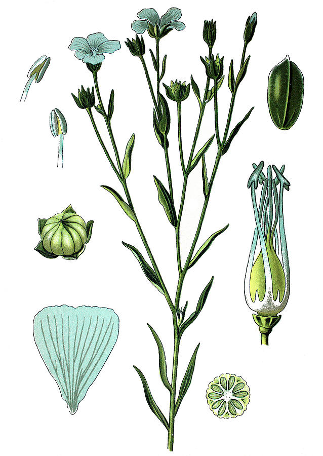 638x900 Common Flax Or Linseed, Linum Usitatissimum Drawing