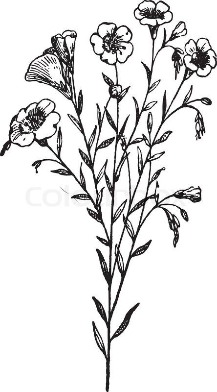 444x800 plant etching