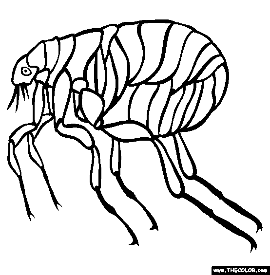 Flea Drawing