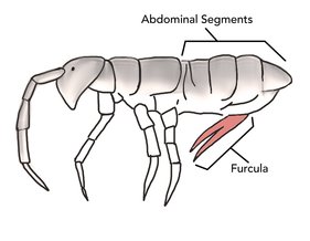 281x218 Finding Snow Fleas