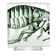 180x180 Flea, Robert Hooke Drawing Photograph