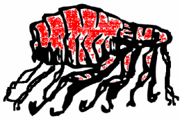 259x175 Ten Legged Fleas