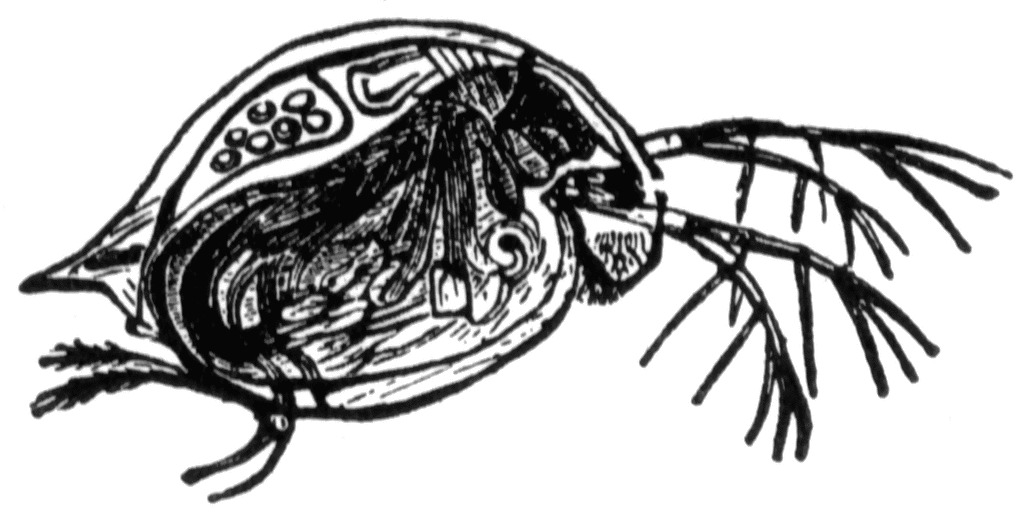 1024x532 Water Flea Clipart Etc