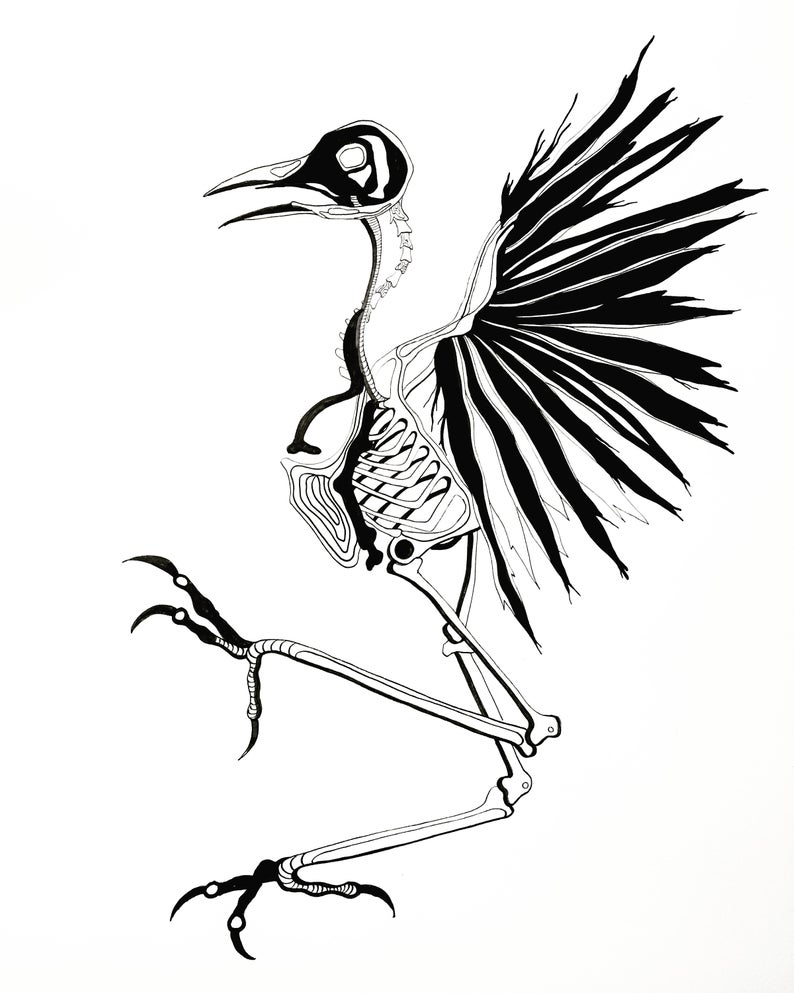 794x993 Bird In Flight Skeleton Sumi Ink Pen Drawing Etsy