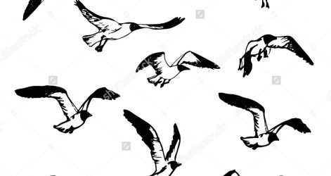 471x250 Bird Line Drawing Clip Art Free Tags Anatomy Coloring Pages