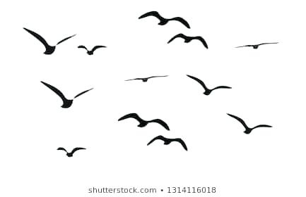 433x280 Bird Outlines Dove Flying Bird Outline Drawing