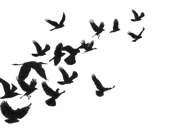 600x438 Bird Silhouette Drawing