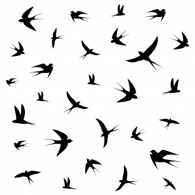 626x626 Bird Vectors, Photos And Free Download