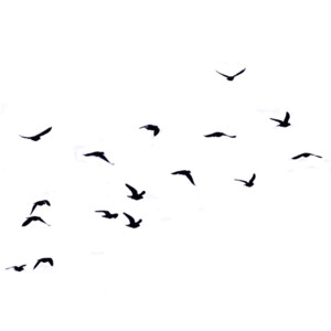 300x300 Bird Swarm Clipart