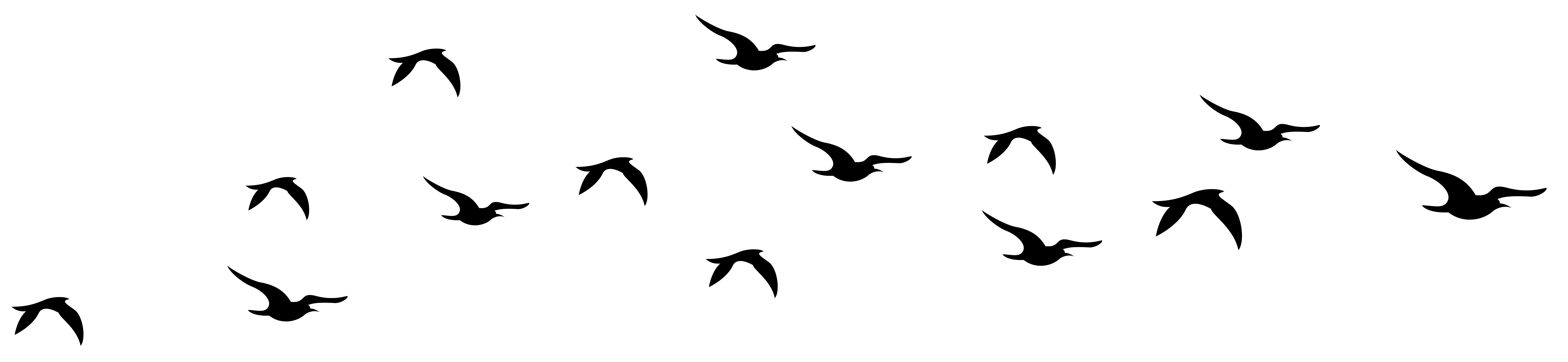 7919x1829 Collection Of Free Birds Transparent Black And White Download