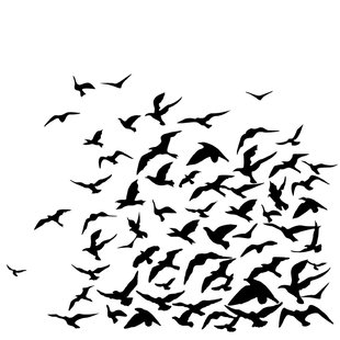 310x310 Flock Of Birds