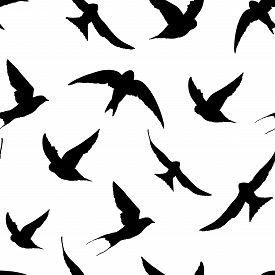 275x275 Flying Birds Drawing Photos And Images