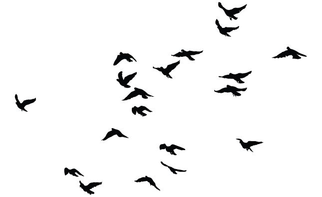 645x395 Birds Vector Pack For Adobe Illustrator Personal Identity