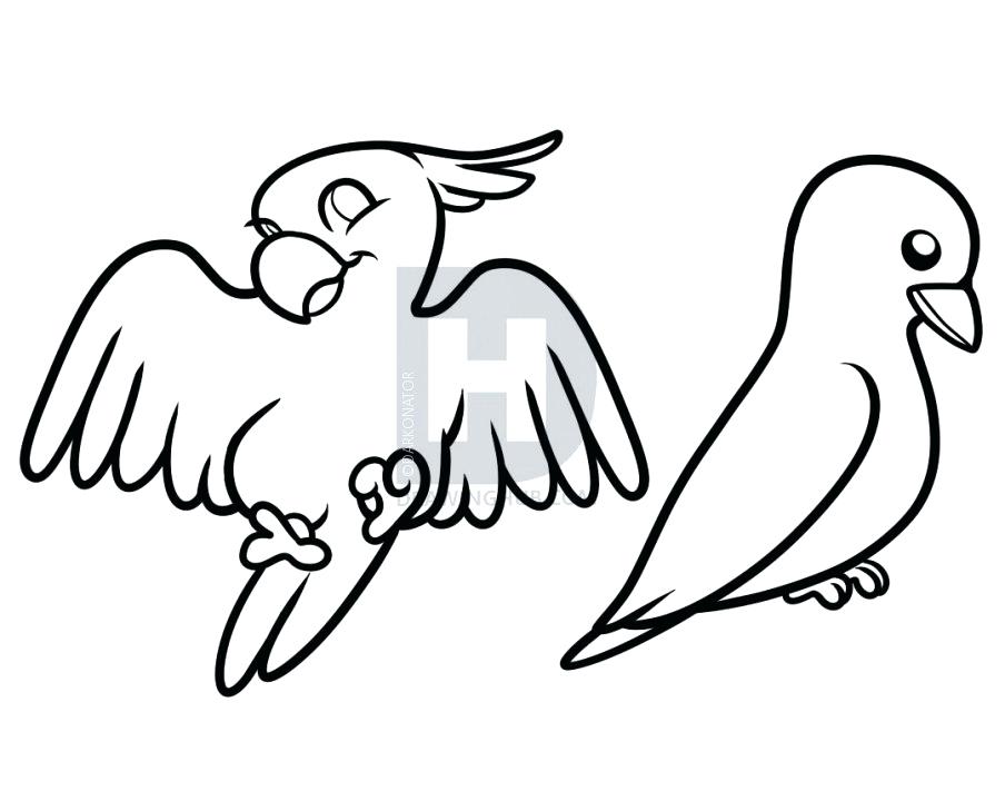 904x720 How To Draw Birds